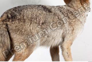 Wolf body photo reference 0006